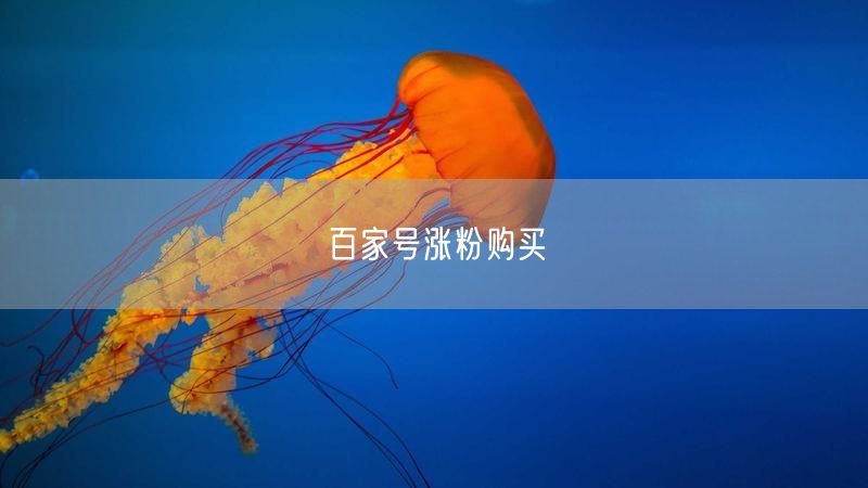 百家号涨粉购买