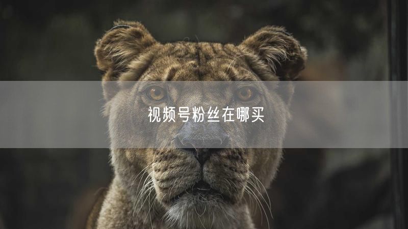 视频号粉丝在哪买