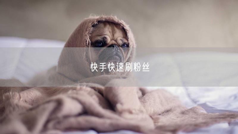 快手快速刷粉丝