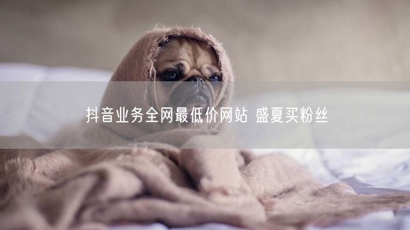 抖音业务全网最低价网站 盛夏买粉丝