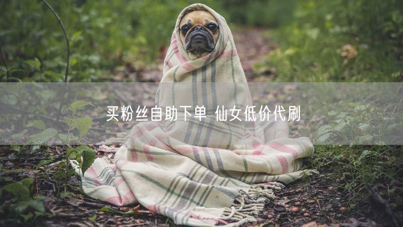 买粉丝自助下单 仙女低价代刷