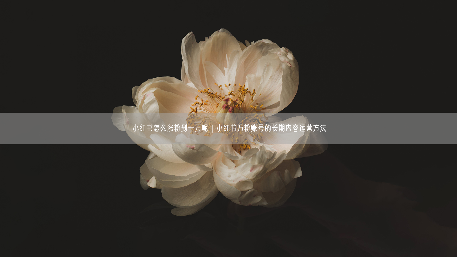 小红书怎么涨粉到一万呢｜小红书万粉账号的长期内容运营方法